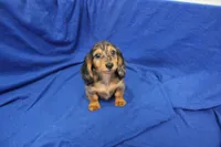 Sami, a male Miniature Dachshund for sale in Weaubleau, MO – 9 of 10