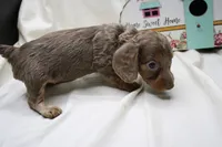 Penny, a female Miniature Dachshund for sale in Weaubleau, MO – 7 of 10
