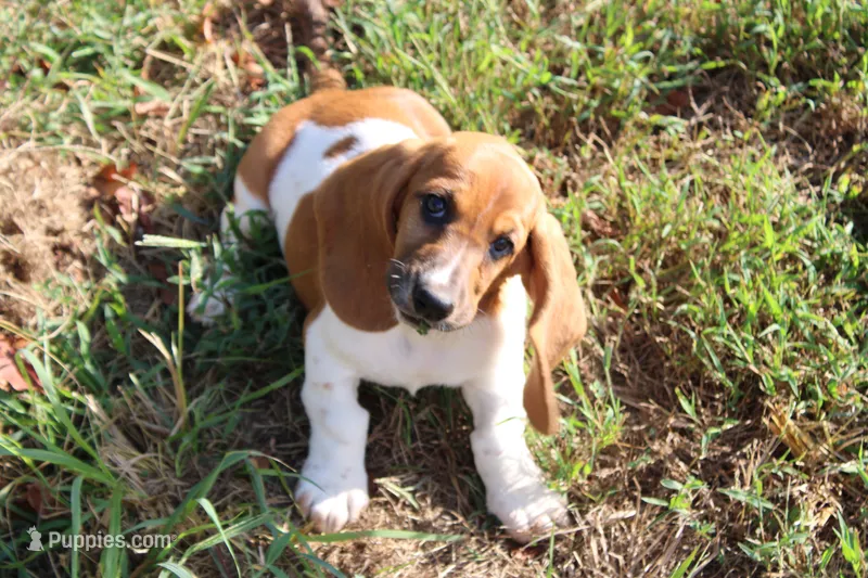 Freyja – Basset Hound puppy for sale in Weaubleau, MO
