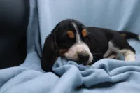 Frida, a female Basset Hound for sale in Weaubleau, MO – 7 of 8
