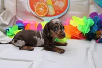 Pixie, a female Miniature Dachshund for sale in Weaubleau, MO – 7 of 9