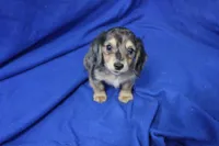 Squish, a male Miniature Dachshund for sale in Weaubleau, MO – 6 of 8