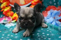 Pablo, a male French Bulldog for sale in Weaubleau, MO – 5 of 6