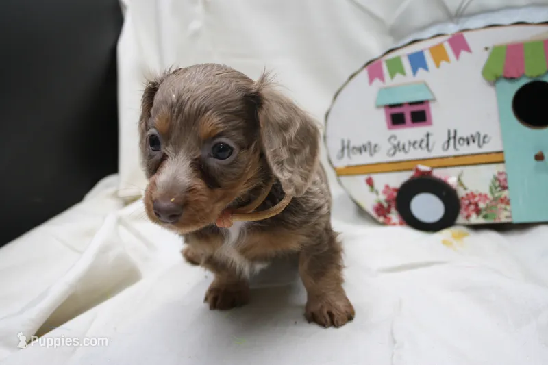 Penny – Miniature Dachshund puppy for sale in Weaubleau, MO