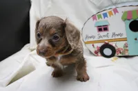 Penny, a female Miniature Dachshund for sale in Weaubleau, MO – 1 of 10