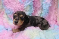 Sully, a male Miniature Dachshund for sale in Weaubleau, MO – 4 of 10