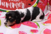 Syed, a male Miniature Dachshund for sale in Weaubleau, MO – 2 of 10