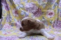 Wynee, a female Cavalier King Charles Spaniel for sale in Weaubleau, MO – 4 of 4