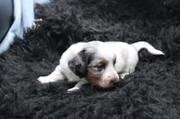Rhea, a female Miniature Dachshund for sale in Weaubleau, MO – 3 of 4