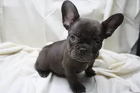 Carmela, a female French Bulldog for sale in Weaubleau, MO – 3 of 10