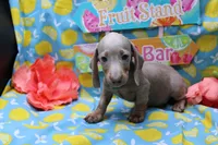 Parker, a male Miniature Dachshund for sale in Weaubleau, MO – 4 of 10