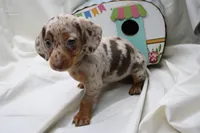 Kiari, a female Miniature Dachshund for sale in Weaubleau, MO – 4 of 10