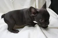 Cade, a male French Bulldog for sale in Weaubleau, MO – 3 of 10