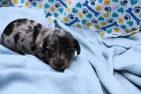 Sparrow, a male Miniature Dachshund for sale in Weaubleau, MO – 3 of 9