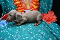 Parker, a male Miniature Dachshund for sale in Weaubleau, MO – 3 of 10
