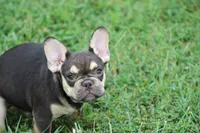 Nathe, a male French Bulldog for sale in Weaubleau, MO – 9 of 10