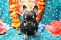 Nikolas, a male French Bulldog for sale in Weaubleau, MO – 2 of 6