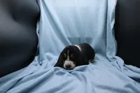 Frida, a female Basset Hound for sale in Weaubleau, MO – 5 of 8