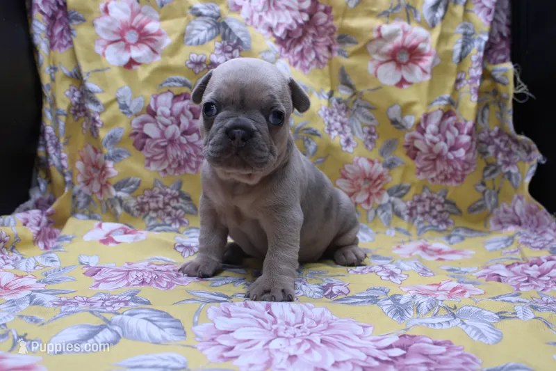 Peyton – French Bulldog puppy for sale in Weaubleau, MO