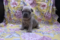 Peyton, a male French Bulldog for sale in Weaubleau, MO – 1 of 10