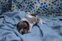 Sagan, a male Miniature Dachshund for sale in Weaubleau, MO – 5 of 9