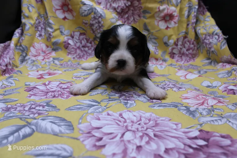 Winnie – Cavalier King Charles Spaniel puppy for sale in Weaubleau, MO
