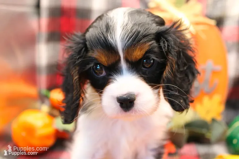 Tinsley – Cavalier King Charles Spaniel puppy for sale in Weaubleau, MO