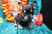 Neely, a male French Bulldog for sale in Weaubleau, MO – 2 of 8