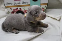 Seraphina, a female Miniature Dachshund for sale in Weaubleau, MO – 10 of 10
