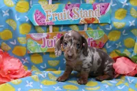 Sepp, a male Miniature Dachshund for sale in Weaubleau, MO – 8 of 9