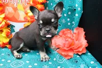 Nikolas, a male French Bulldog for sale in Weaubleau, MO – 4 of 6