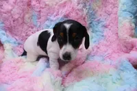 Eliza, a female Miniature Dachshund for sale in Weaubleau, MO – 4 of 10