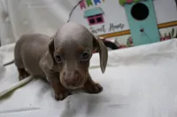 Polly, a female Miniature Dachshund for sale in Weaubleau, MO – 6 of 10