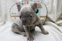 Ralph, a male French Bulldog for sale in Weaubleau, MO – 7 of 10