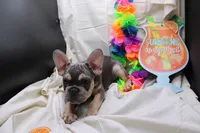 Zayne, a male French Bulldog for sale in Weaubleau, MO – 3 of 10