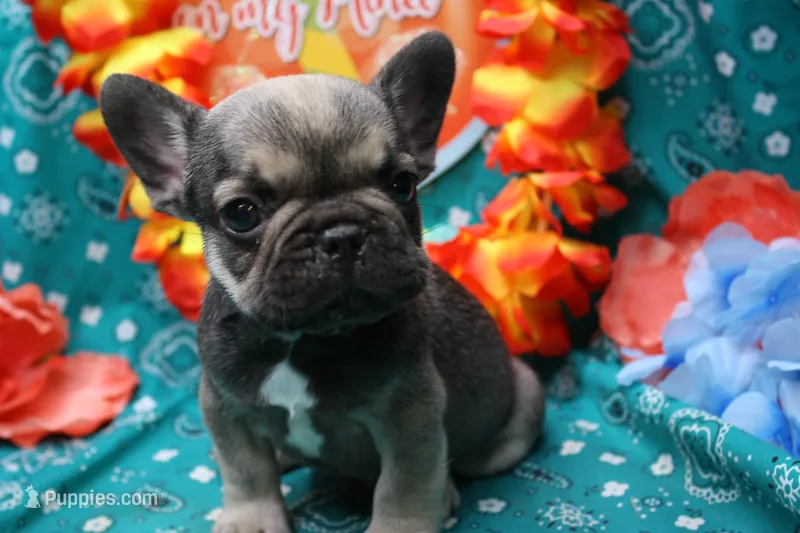 Pablo, a male French Bulldog for sale in Weaubleau, MO – 1 of 6