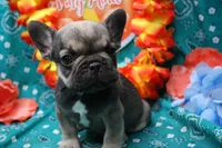 Pablo, a male French Bulldog for sale in Weaubleau, MO – 1 of 6