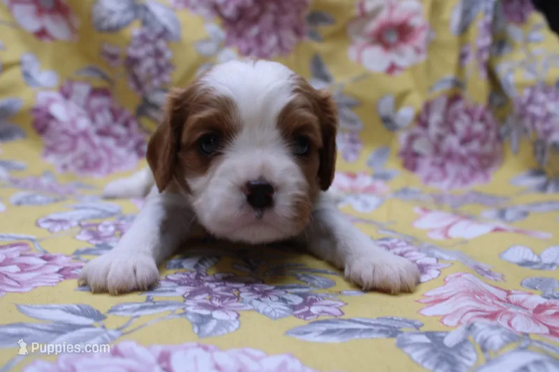 Wynee – Cavalier King Charles Spaniel puppy for sale in Weaubleau, MO
