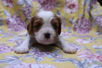 Wynee, a female Cavalier King Charles Spaniel for sale in Weaubleau, MO – 1 of 4