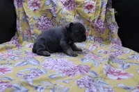 Phil, a male French Bulldog for sale in Weaubleau, MO – 3 of 10