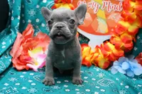 Niles, a male French Bulldog for sale in Weaubleau, MO – 9 of 10