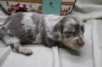 Skipper, a male Miniature Dachshund for sale in Weaubleau, MO – 8 of 10