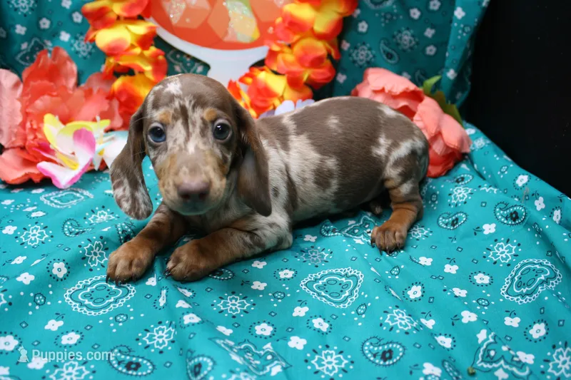 Sepp – Miniature Dachshund puppy for sale in Weaubleau, MO