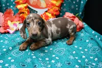 Sepp, a male Miniature Dachshund for sale in Weaubleau, MO – 1 of 9