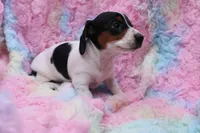 Eliza, a female Miniature Dachshund for sale in Weaubleau, MO – 5 of 10