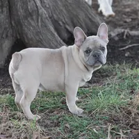 Aiden, a male French Bulldog for sale in Weaubleau, MO – Photo 3 of 10