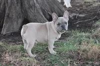 Aiden, a male French Bulldog for sale in Weaubleau, MO – Photo 1 of 10