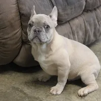 Aiden, a male French Bulldog for sale in Weaubleau, MO – Photo 8 of 10