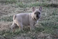 Aiden, a male French Bulldog for sale in Weaubleau, MO – Photo 2 of 10