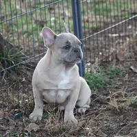Aiden, a male French Bulldog for sale in Weaubleau, MO – Photo 5 of 10